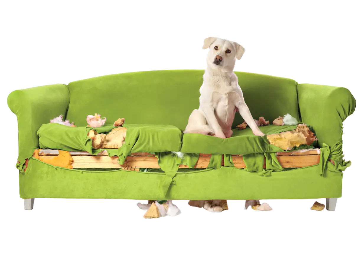 Dog Sitting on Destroyed Couch