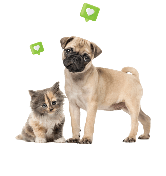 Kitten and Puppy