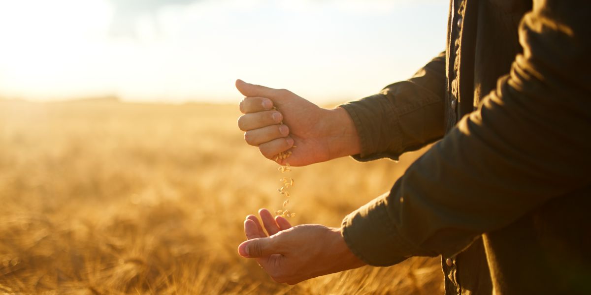 checking-crops