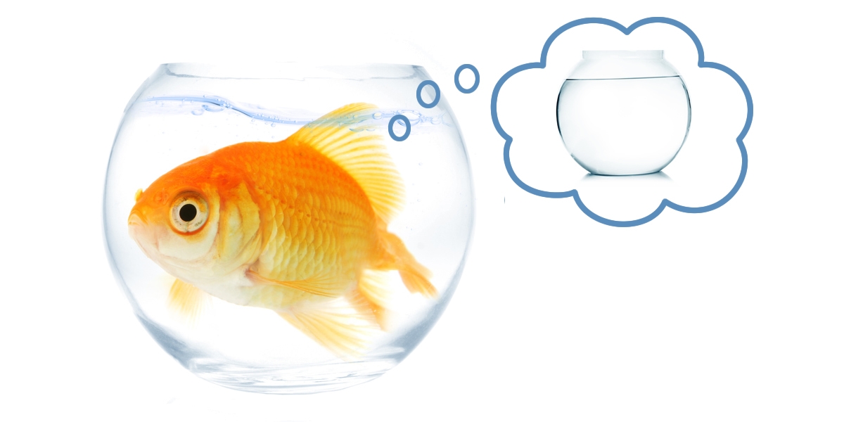 A goldfish stuck in a small bowl dreaming of a larger bowl