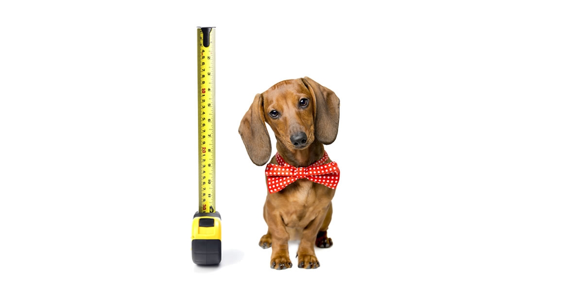 A measuring tape beside a dachshund dog with a bow tie