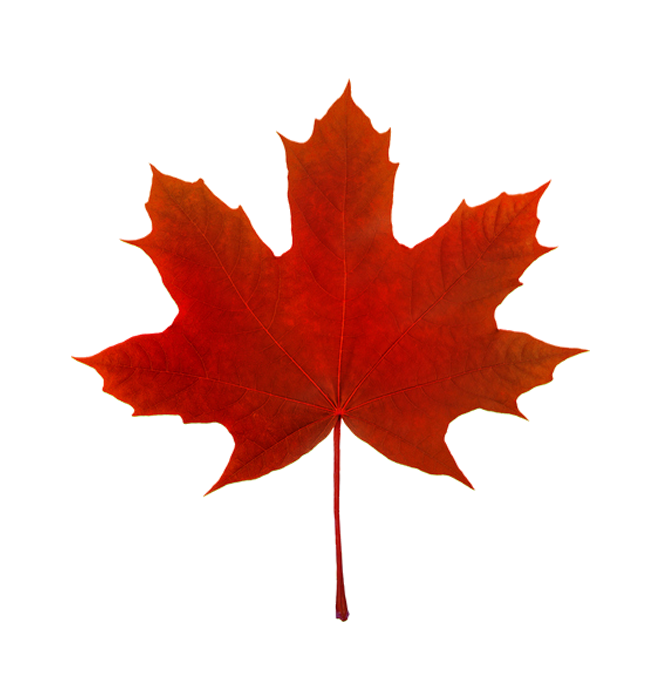 Maple leaf